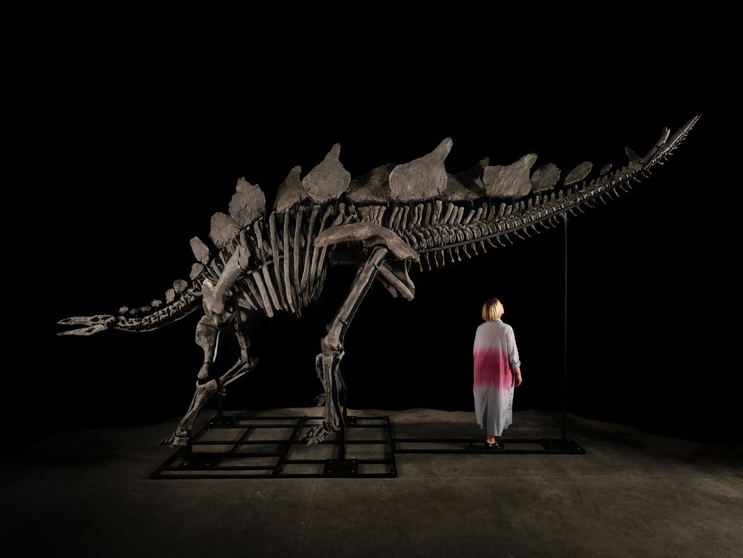 Stegosaurus türü dinozor fosili, ABD’de 44,6 milyon dolara s