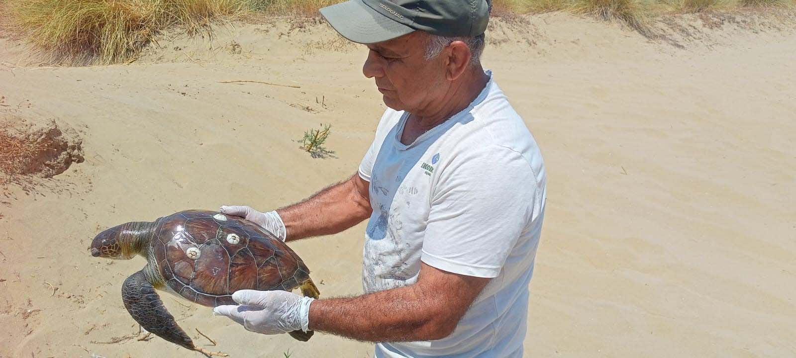 Kuşadası kıyılarında 2 yeşil deniz kaplumbağası ölü bu