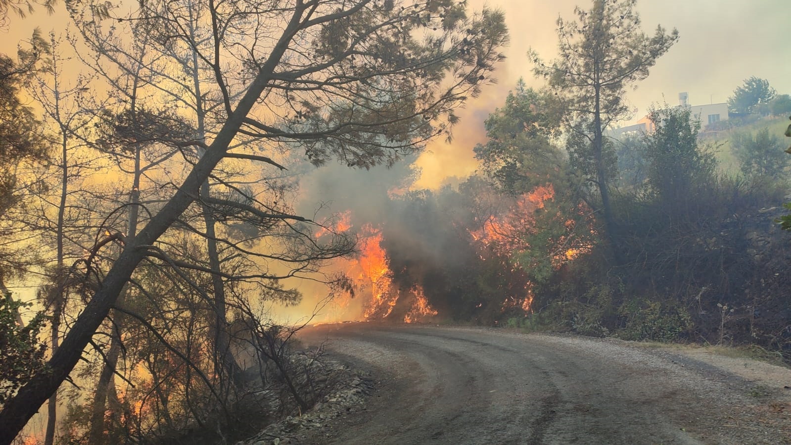 Adana'da orman yangını (2)