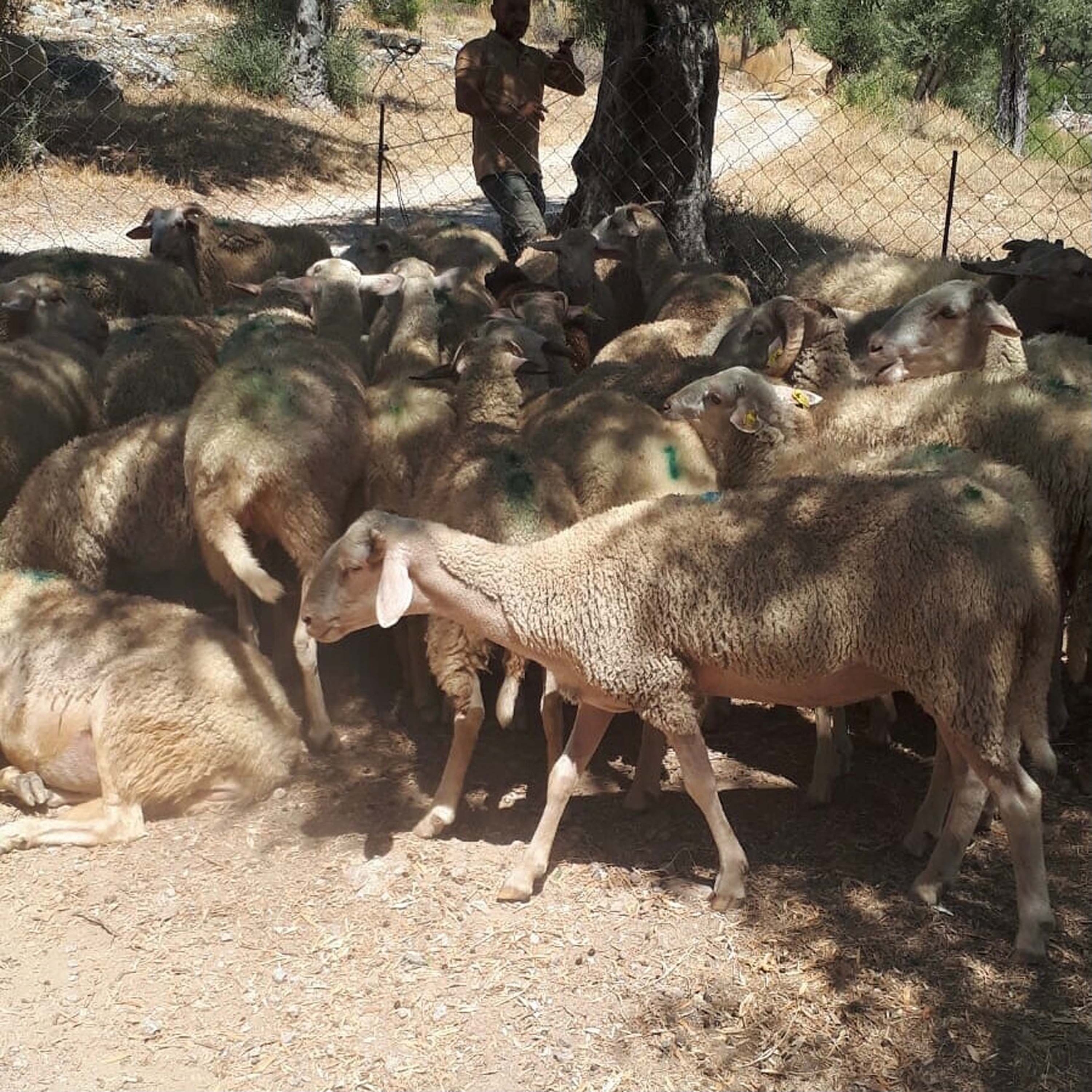 Muğla'da 30 koyun zehirlenerek öldürüldü