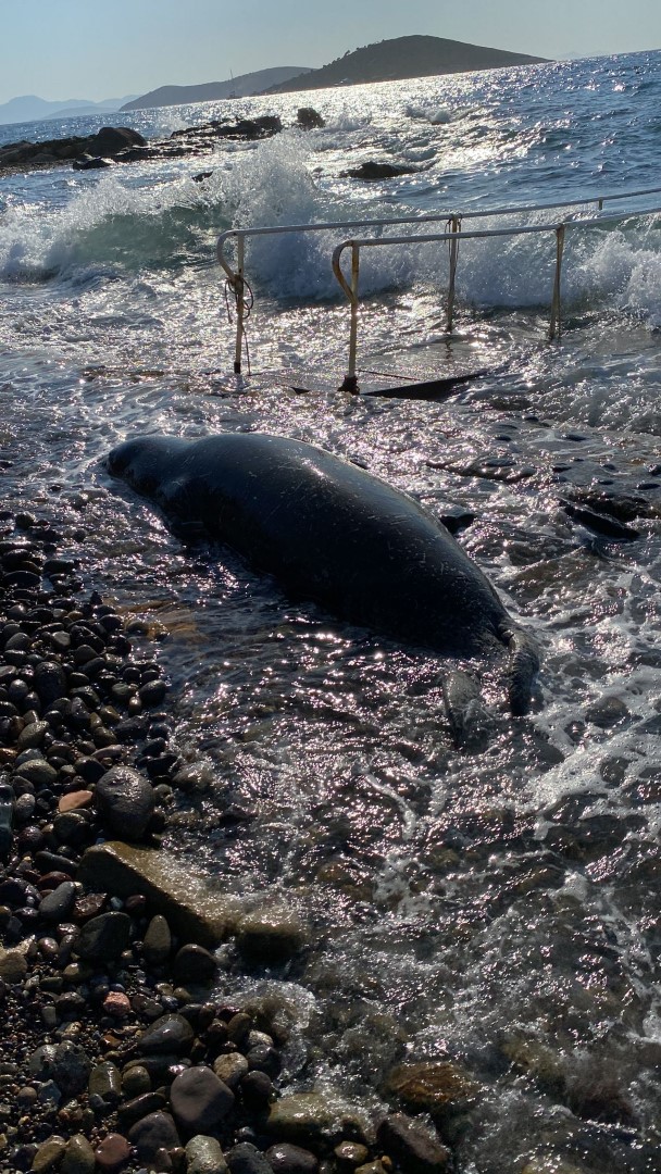 Bodrum'da kıyıya vuran Akdeniz Foku, öldü